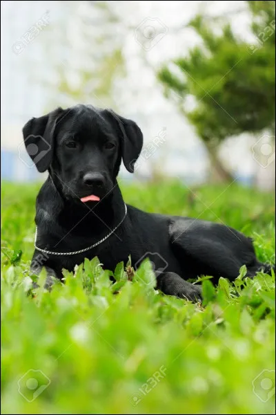 Les chiots noirs ont souvent des syndromes d'autisme.