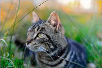 La nuit, de quelle couleur sont les chats ?