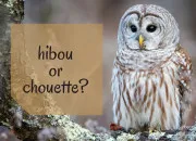 Quiz Chouette ou hibou ?