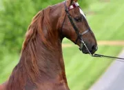 Quiz Le Saddlebred