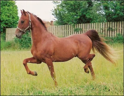 Commençons en douceur. De quelle catégorie le Saddlebred fait-il partie ?