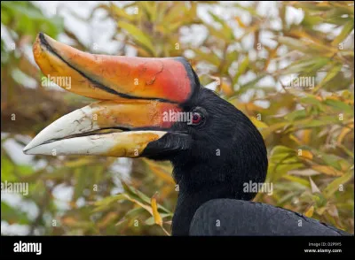 Quel est ce drôle d'oiseau ?