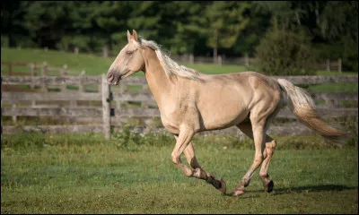 De quelle catégorie le tennessee walker fait-il partie ?