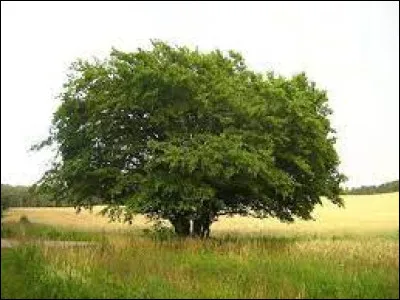 Le charme est un arbre à feuilles ...