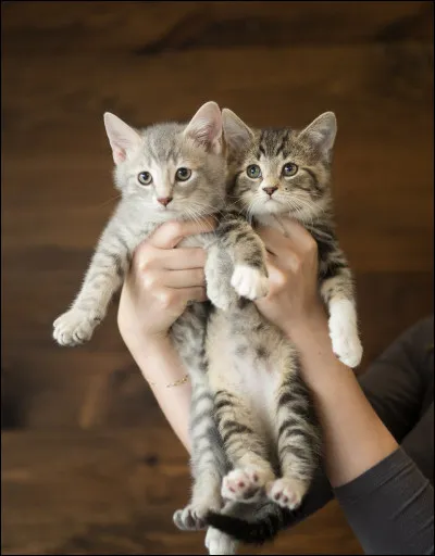 Quel serait ton nom de chaton ?