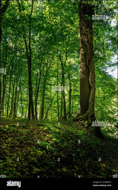 Mise en situation : tu es poursuivi(e) dans la forêt par une chose inconnue. Devant toi se trouvent trois chemins, potentiellement une cachette pour te sauver. Quel chemin choisis-tu afin de semer ton ennemi ?