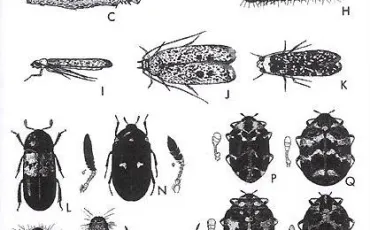 Quiz Insectes