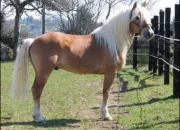 Quiz Race des chevaux