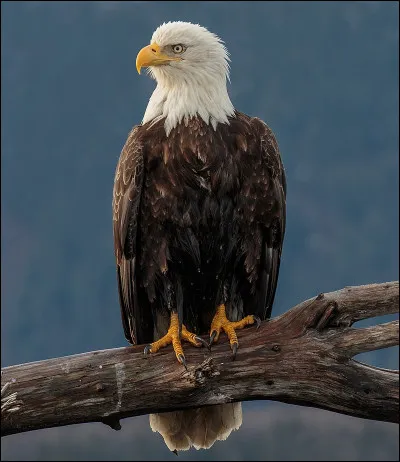 Quel est cet oiseau ?