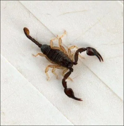 O est le dard du scorpion ?