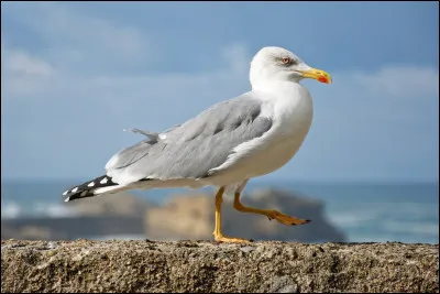 Est-ce une mouette ou un goéland ?