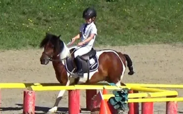 Quiz Equitation