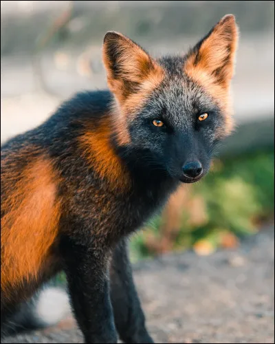 De quelle tournure génétique est atteint ce renard ?