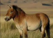 Quiz Les races de chevaux