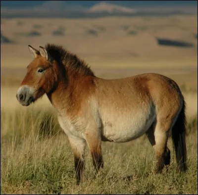 Quelle est cette race de cheval ?