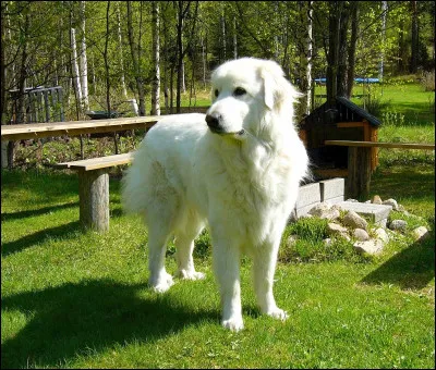 Quelle est la race de ce chien ?