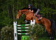 Quiz Connais-tu bien les races de chevaux ? (n5)