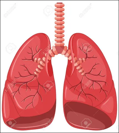 Comment s'appellent les conduits présents dans les poumons ?