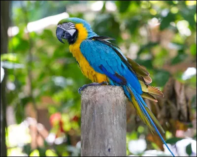 Ara bleu (perroquet) : Quelle est sa taille ?