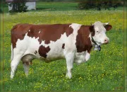 Quiz Connais-tu bien la vache ?