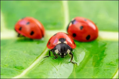 Tu es en pique-nique avec tes petits cousins. Ceux-ci voient une coccinelle et t'appellent...