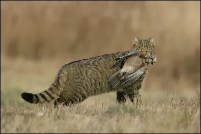 Ton entraîneur s'appelle Griffe de Loutre. Un jour, il te propose d'aller chasser. Comment réagis-tu ?