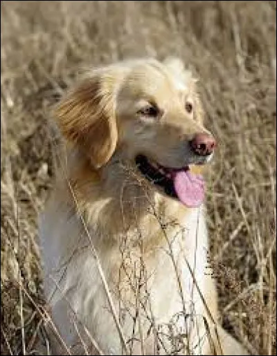 Ce chien est-il un golden retriever ?