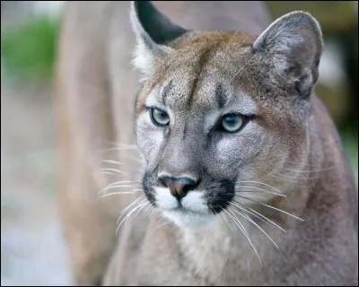 Quel est cet animal ?