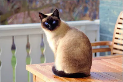 Quelle est la race de ce chat ?