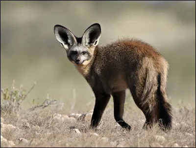 Quelle est la race du renard ci-dessus ?