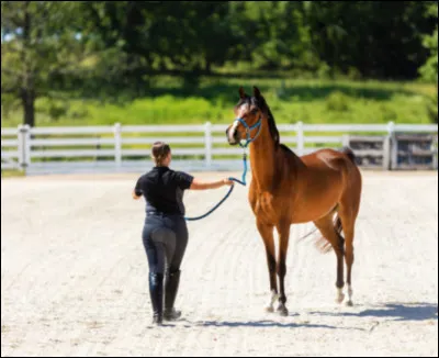 Quel genre de personne respecte le cheval ?