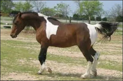 Au trot le cheval trotte sur des bipèdes diagonaux. Le cavalier qui monte le cheval suit quel bipède diagonal ?