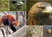 Quiz Quel est cet animal ? (2)