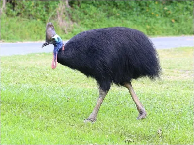 Quel est cet oiseau coureur ?