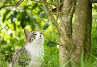 De quelle couleur voudrais-tu que ton chat soit ?