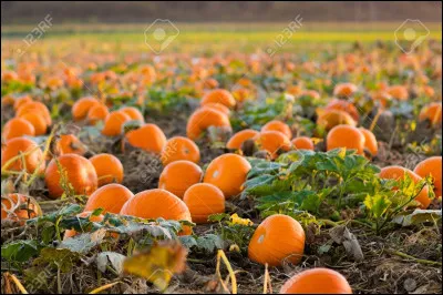 Que fais-tu le matin du 31 octobre ?