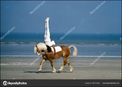 Quelle discipline pratique ce cheval ?