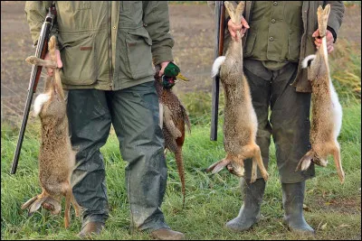 Pour commencer, si tu étais un animal, comment chasserais-tu ?