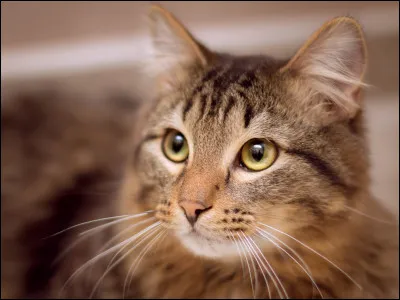 A quel moment de la journée un animal nyctalope est-il capable de voir ?