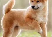 Quiz Connais-tu bien le shiba inu ?