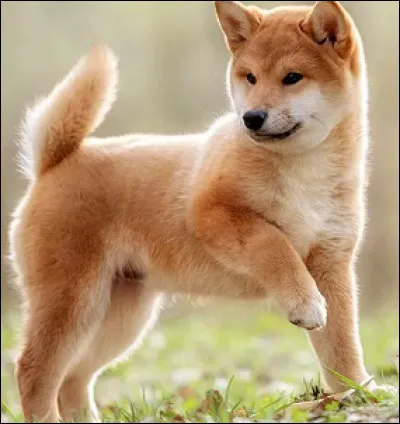 Le shiba inu est :