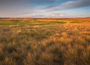 Quiz Faune des Grandes Plaines amricaines