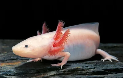 L'axolotl est un animal peu connu, il a la capacité de :