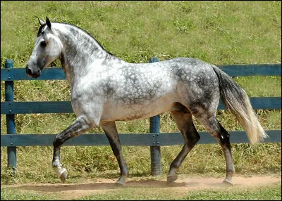 Quel est le vrai mécanisme du trot ?