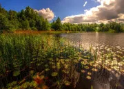 Quiz La faune des Everglades