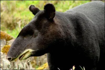 Quel est cet animal présent dans les yungas andins ?