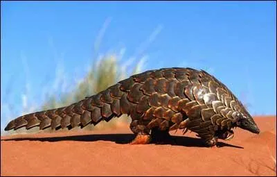 De quoi le pangolin se nourrit-il ?