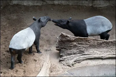 Quel est cet animal ?