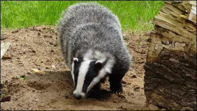 Lui est là depuis très longtemps, il a un cousin en Amérique du Nord !