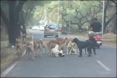 Combien y a-t-il de chiens errants dans le monde ?